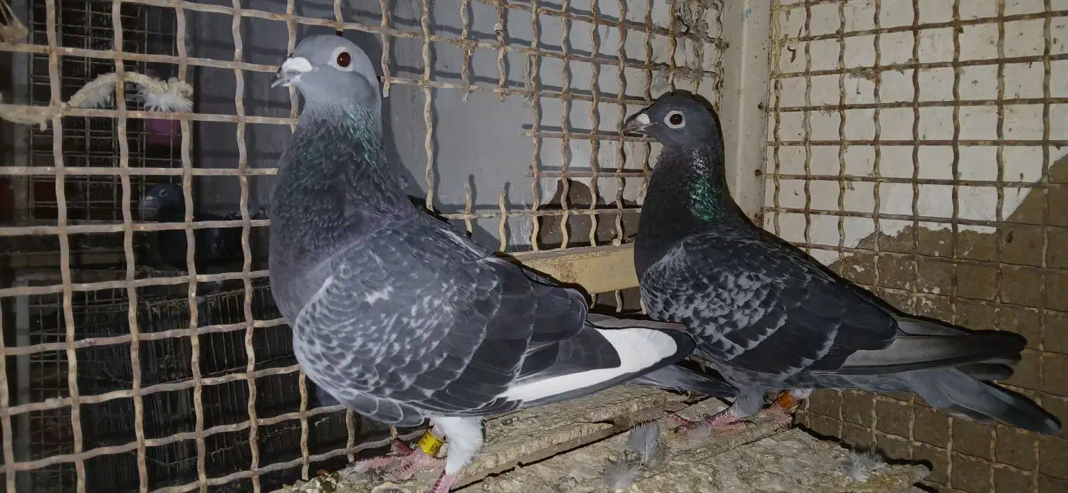 آردون|پرنده|شادگان, |دیوار