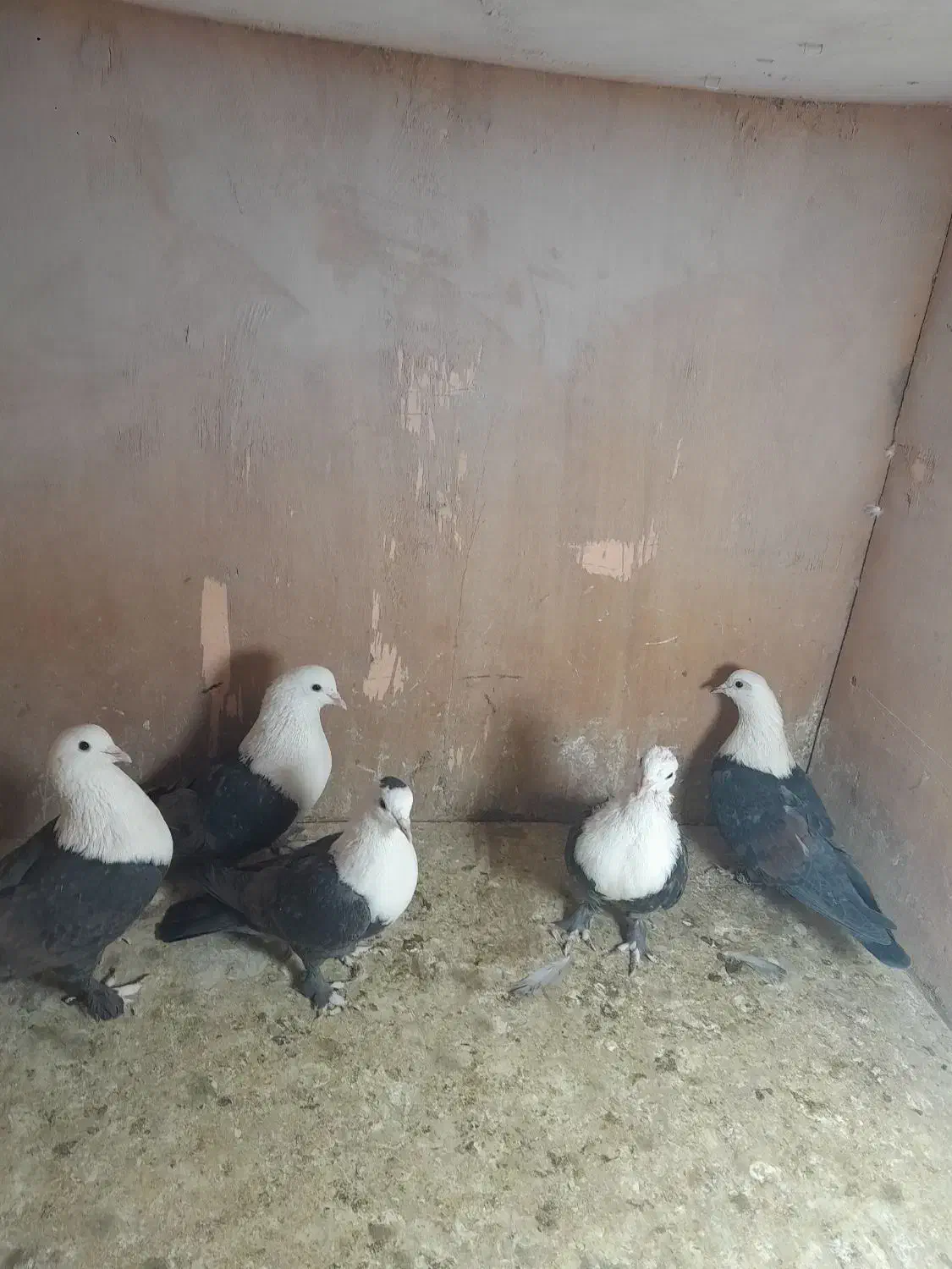 کبوتررنگی|پرنده|پاکدشت, پاکدشت (مامازند)|دیوار