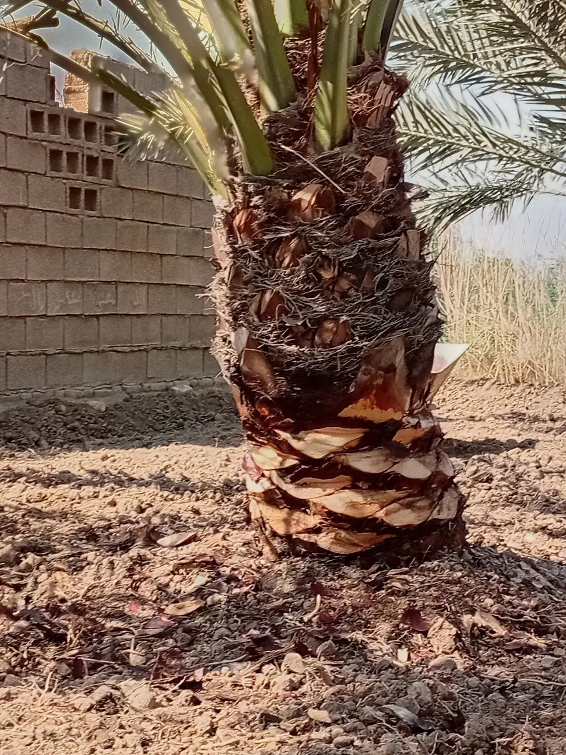 شخم زدن با تیلر|خدمات باغبانی و درختکاری|آبادان, |دیوار