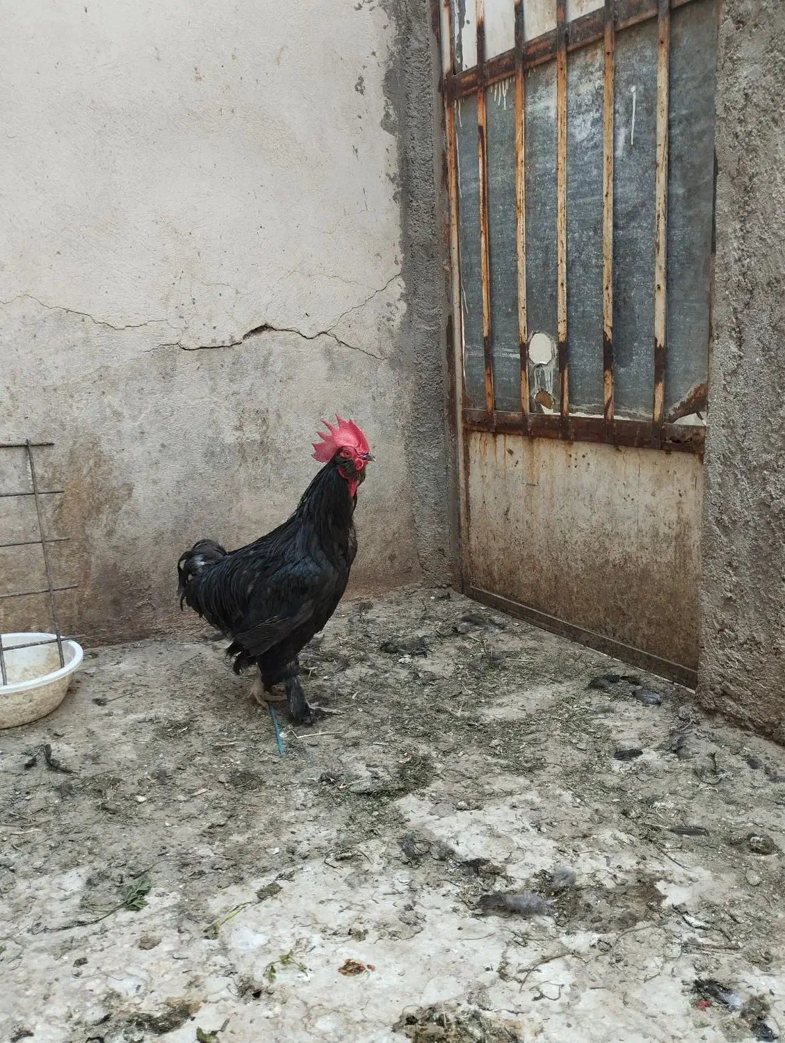 خروس سیاه جوان اصیل مرندی|حیوانات مزرعه|قم, عمار یاسر|دیوار