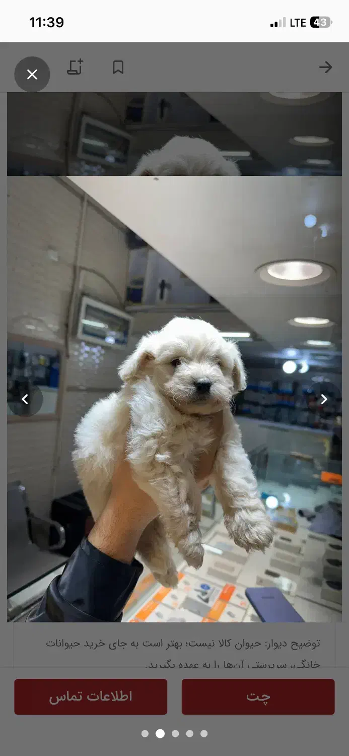 سگ پاکوتاه شیتزو|سگ|بجنورد, |دیوار