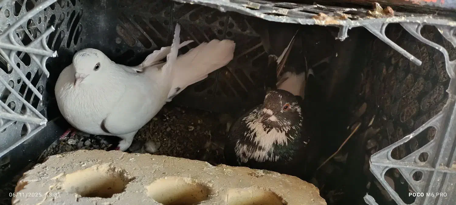 کفتر|پرنده|کهنوج, |دیوار