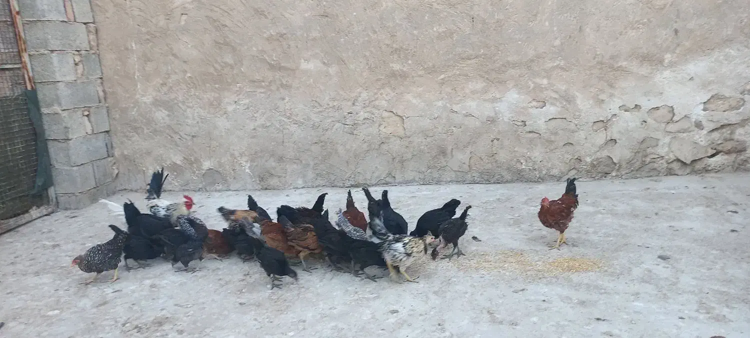 جوجه های ۴ و۵ماهه|حیوانات مزرعه|کازرون, |دیوار