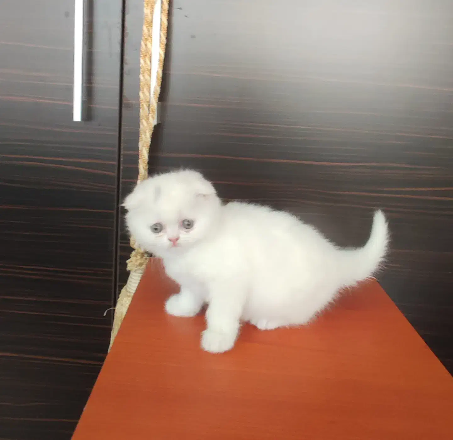 واگذاری گربه اسکاتیش و بریتیش|گربه|تبریز, |دیوار