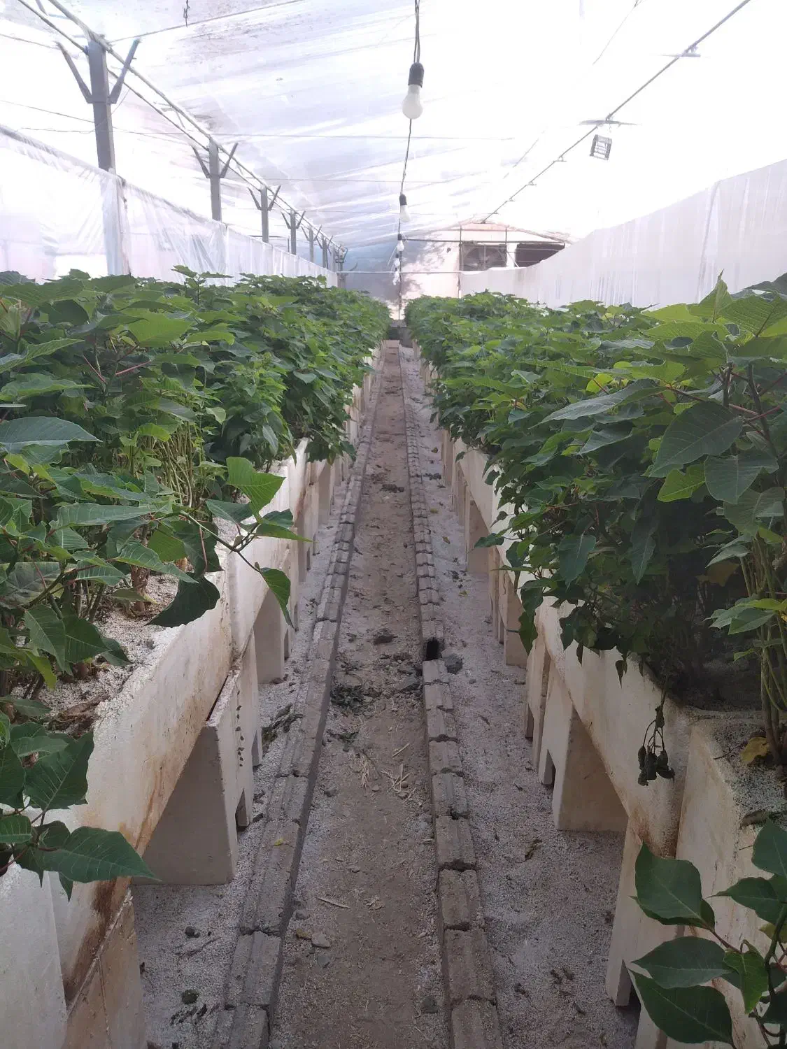 استخدام خانم به صورت نیمه وقت|استخدام صنعتی، فنی، مهندسی|پاکدشت, پاکدشت (مامازند)|دیوار