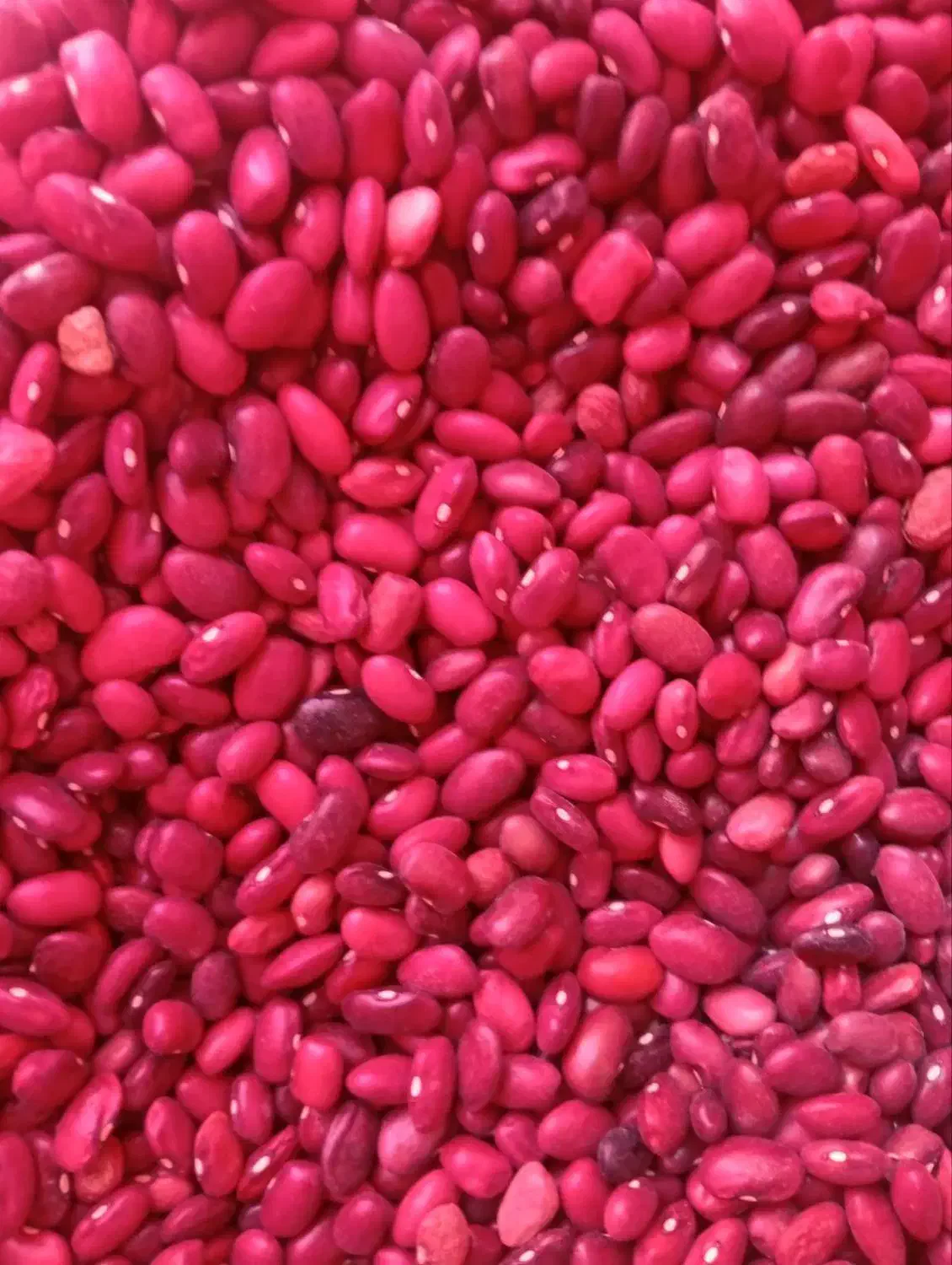 لوبیا قرمز|خوردنی و آشامیدنی|قم, شهرک فاطمیه|دیوار
