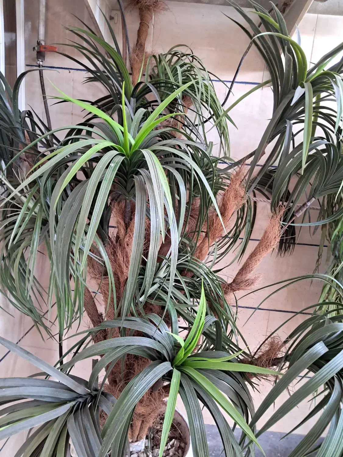 درخچه|گل مصنوعی|اهواز, کوی رمضان|دیوار