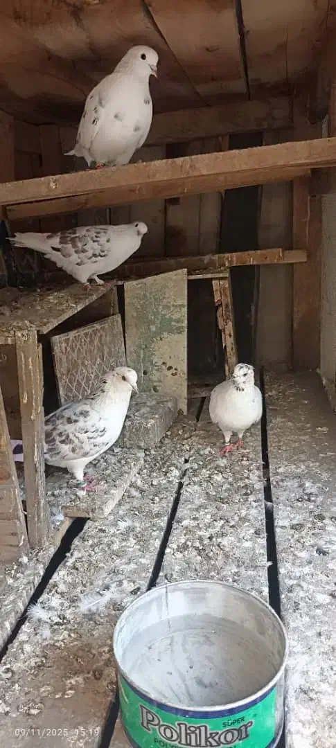 دو جفت کفتر اس پرشی خال قدیم|پرنده|گرگان, |دیوار