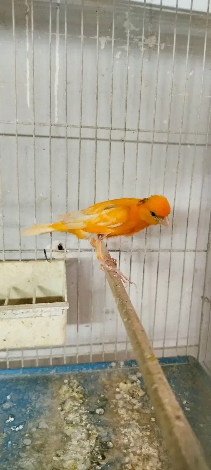 تعدادی قناری نر و ماده آماده|پرنده|کرج, شهرک بنفشه|دیوار