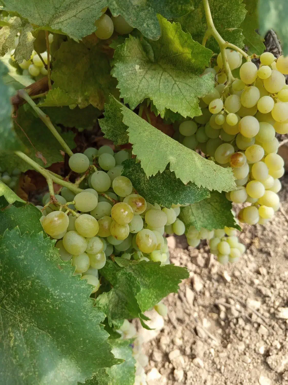 فروش باغ پر درامد|فروش زمین و ملک کلنگی|دشمن زیاری, |دیوار