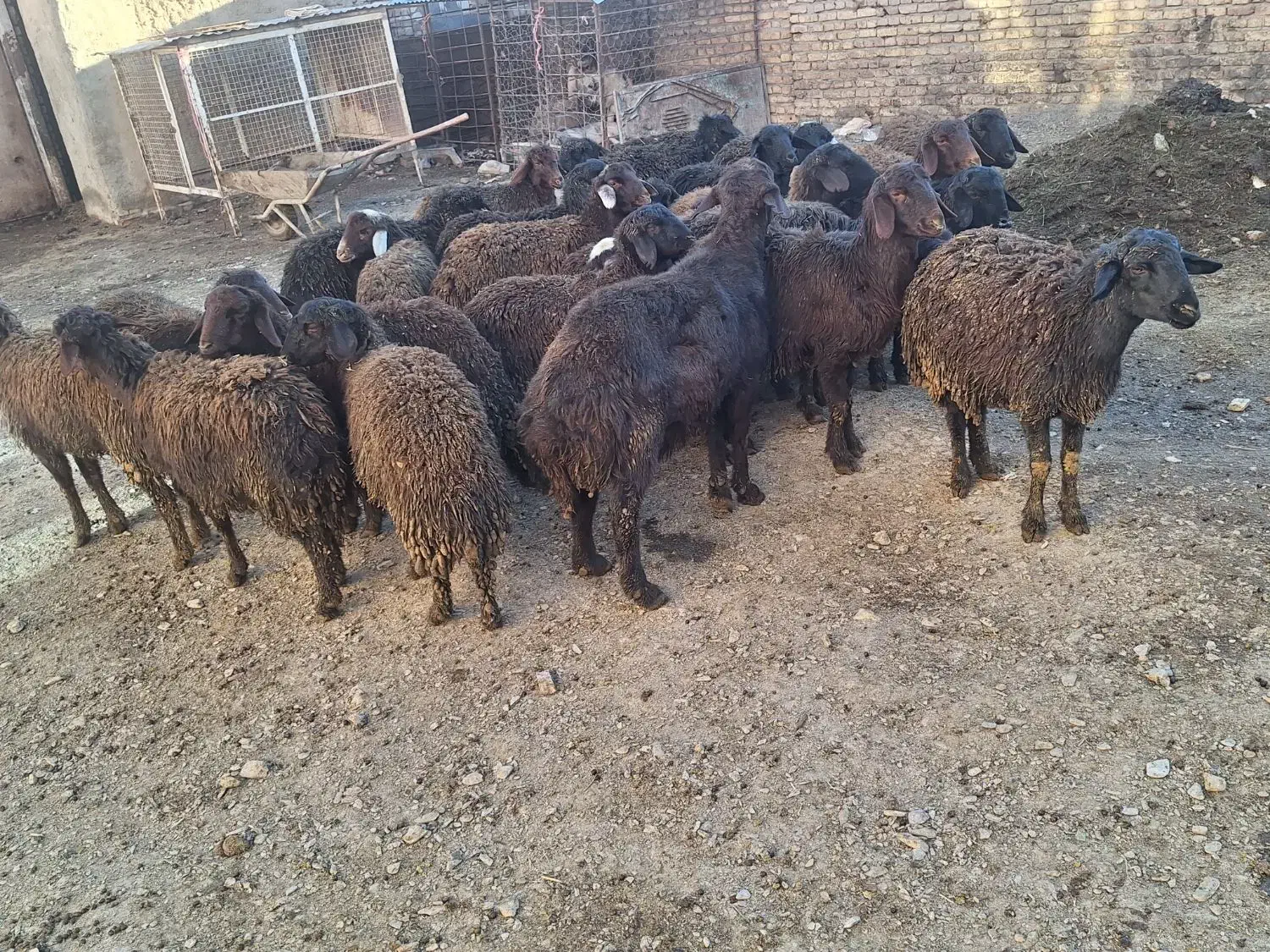 بره قزل افشار|حیوانات مزرعه|لالجین, |دیوار