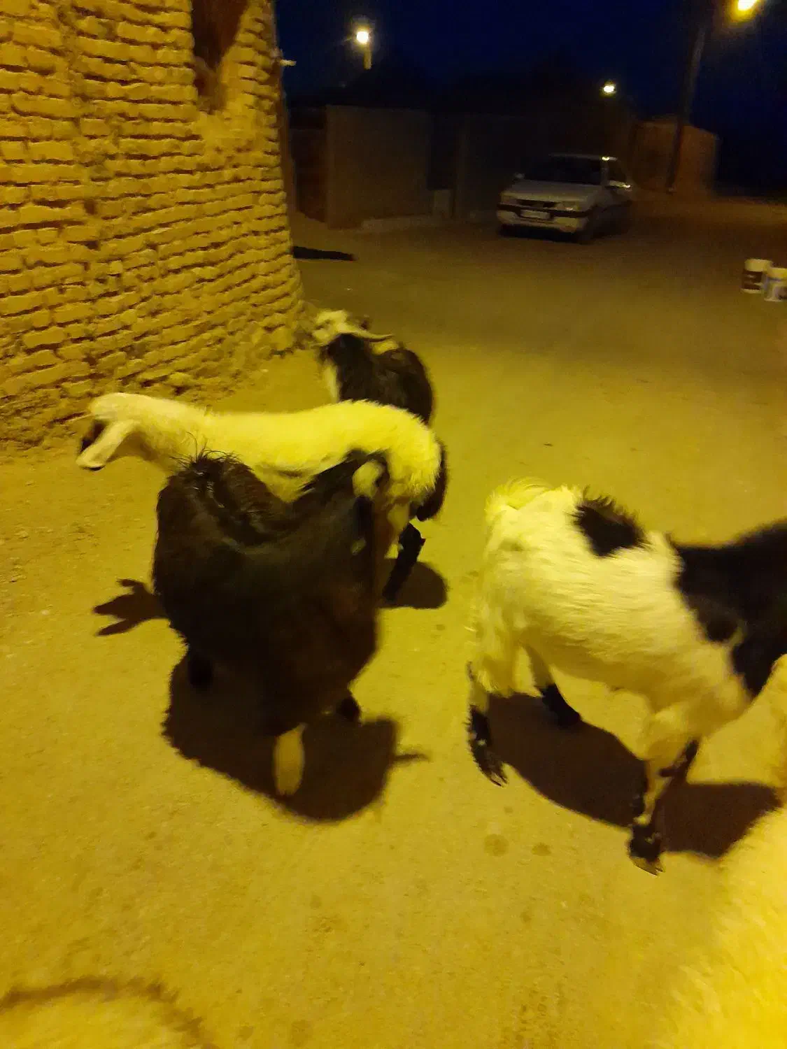 بره‌و‌بزغاله‌چاق|حیوانات مزرعه|قائن, |دیوار