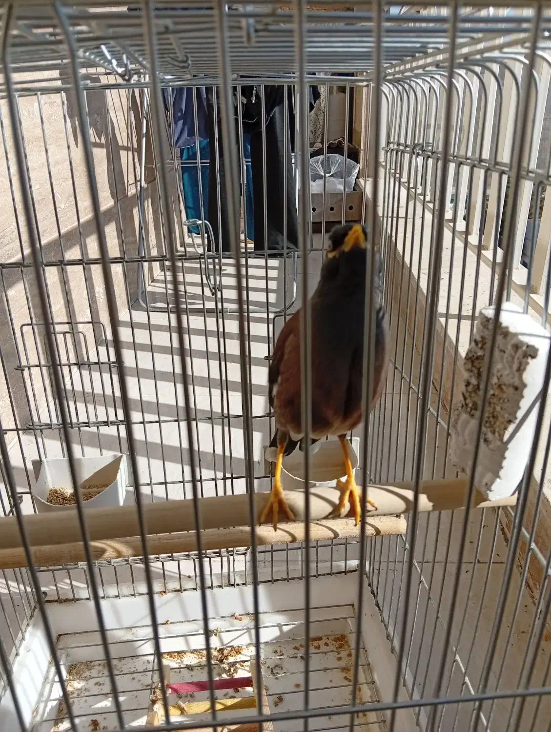 مرغ مینا نر 7 ماهه پستی|پرنده|کرج, باغستان|دیوار