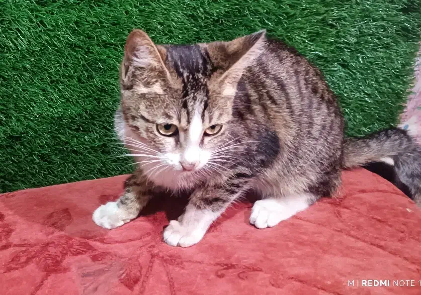 واگذاری رایگان گربه|گربه|لاهیجان, کوی خزر|دیوار