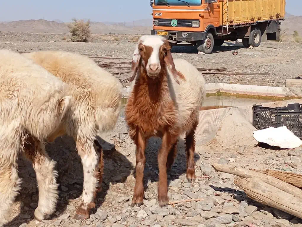 بره ومرغ|حیوانات مزرعه|چاه مرید, |دیوار