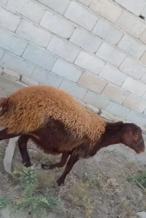 گوسفند شیشک 10عدد با دو عدد بز پاکستانی|حیوانات مزرعه|مهربان, |دیوار