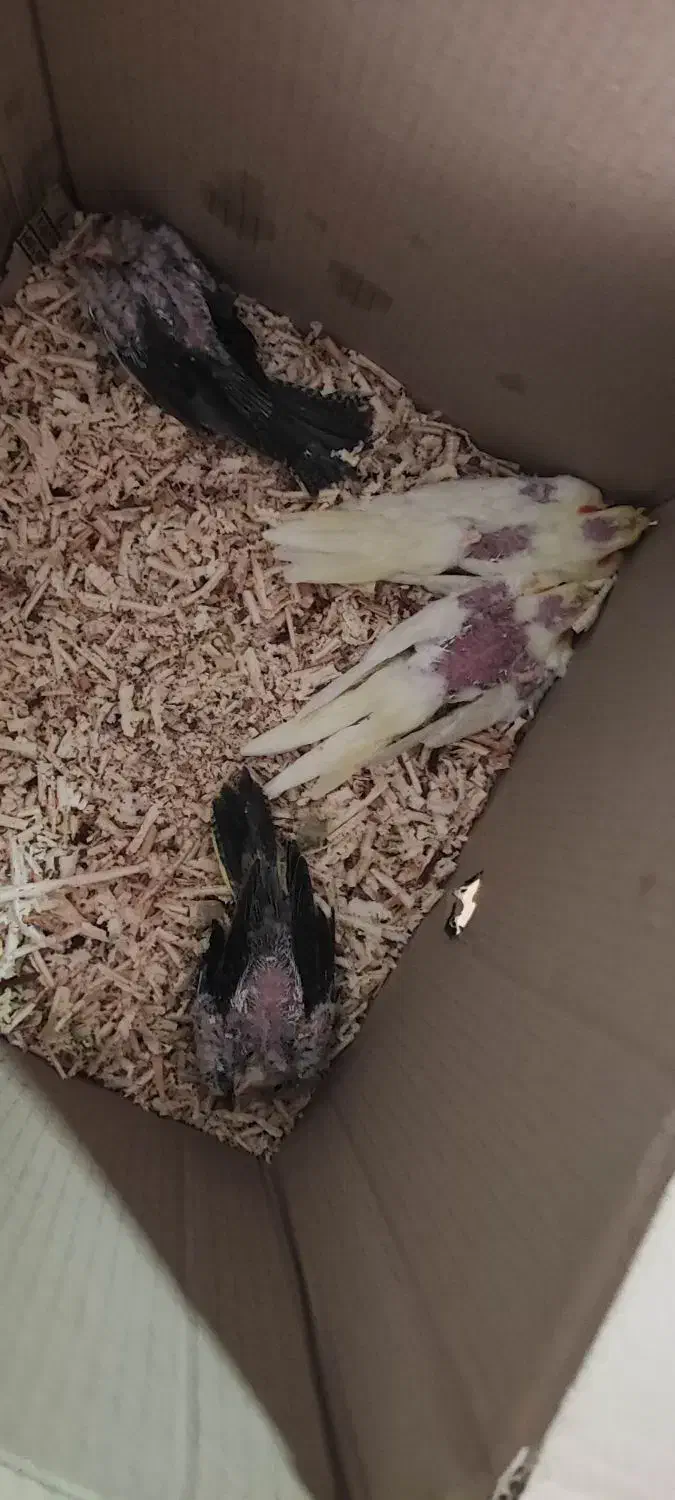 چهارتا جوجه سرلاکی|پرنده|بندرعباس, |دیوار