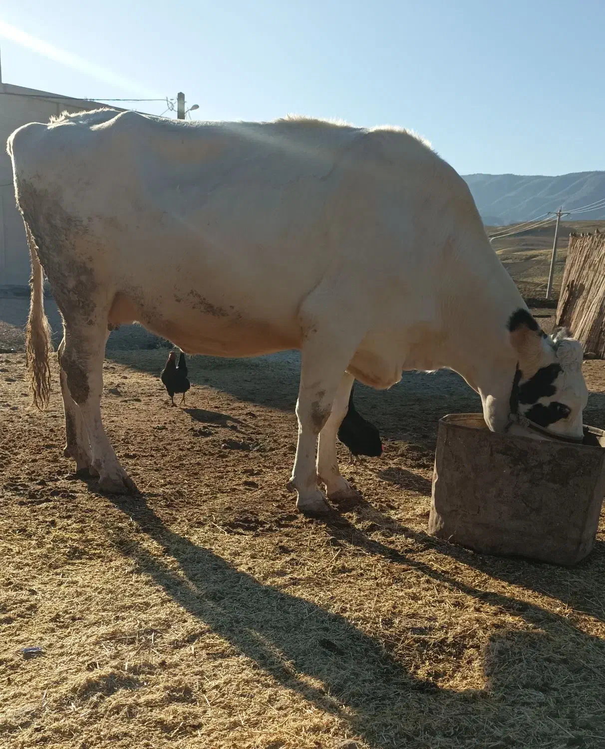 گاو آبستن|حیوانات مزرعه|سیروان, |دیوار