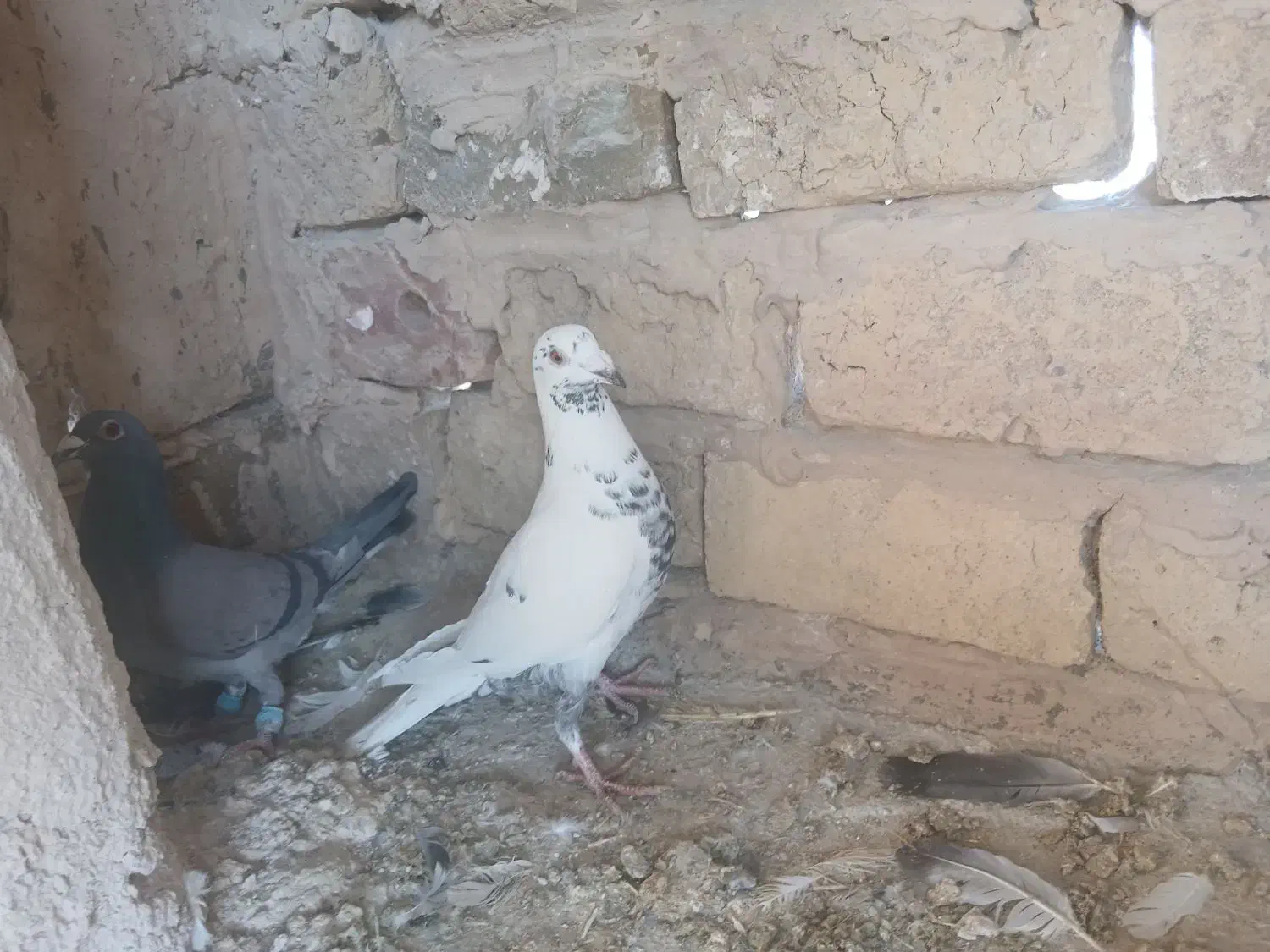 کفتر|پرنده|تربت‌حیدریه, کاشانی|دیوار