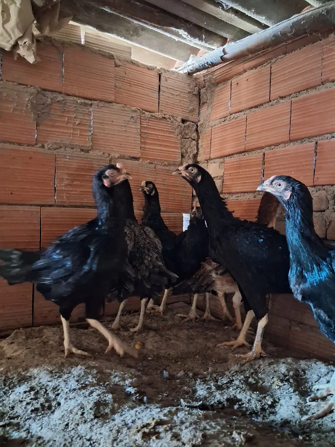 مرغ لاری|حیوانات مزرعه|مینودشت, |دیوار