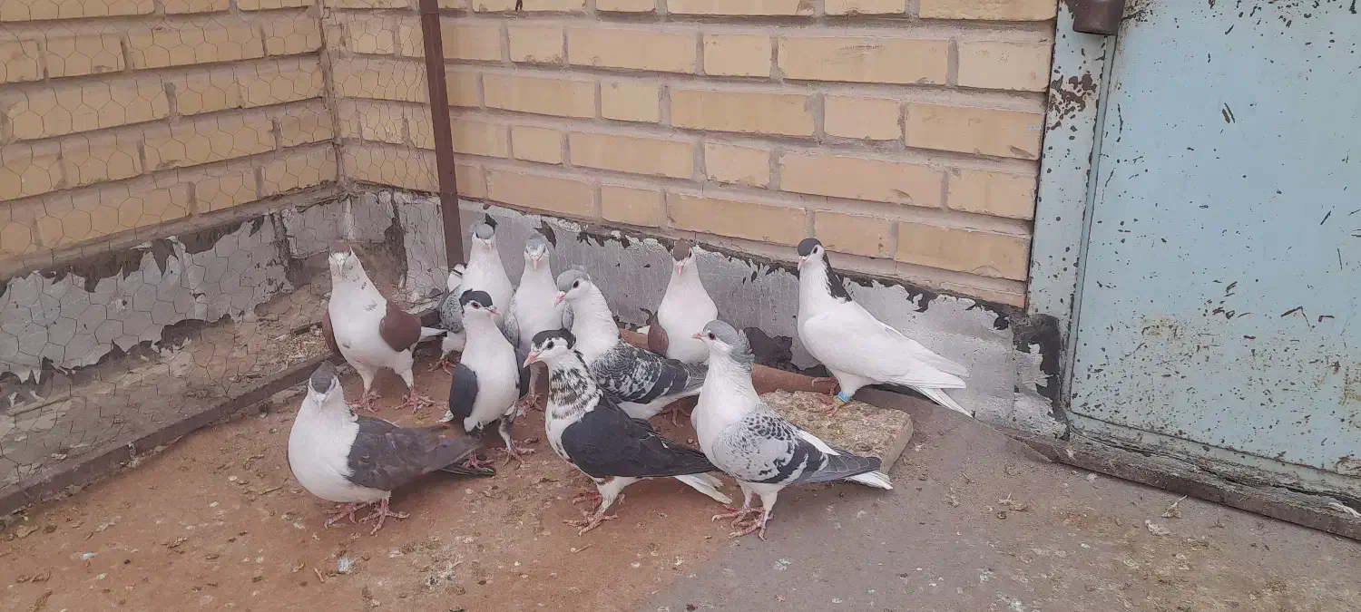 ساده جوانه پرشی|پرنده|بجنورد, |دیوار