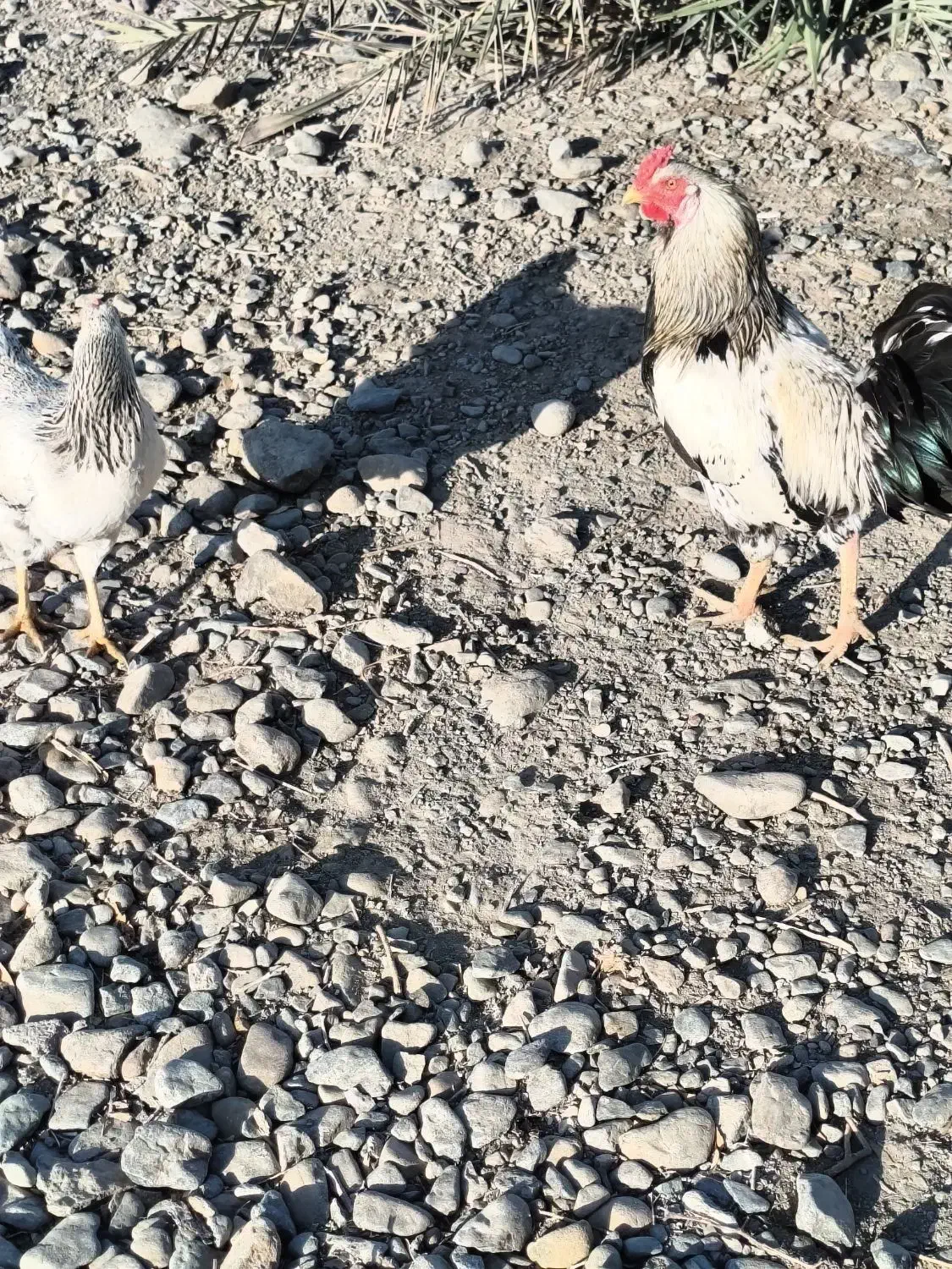 خروس و کهره|حیوانات مزرعه|فاریاب, |دیوار