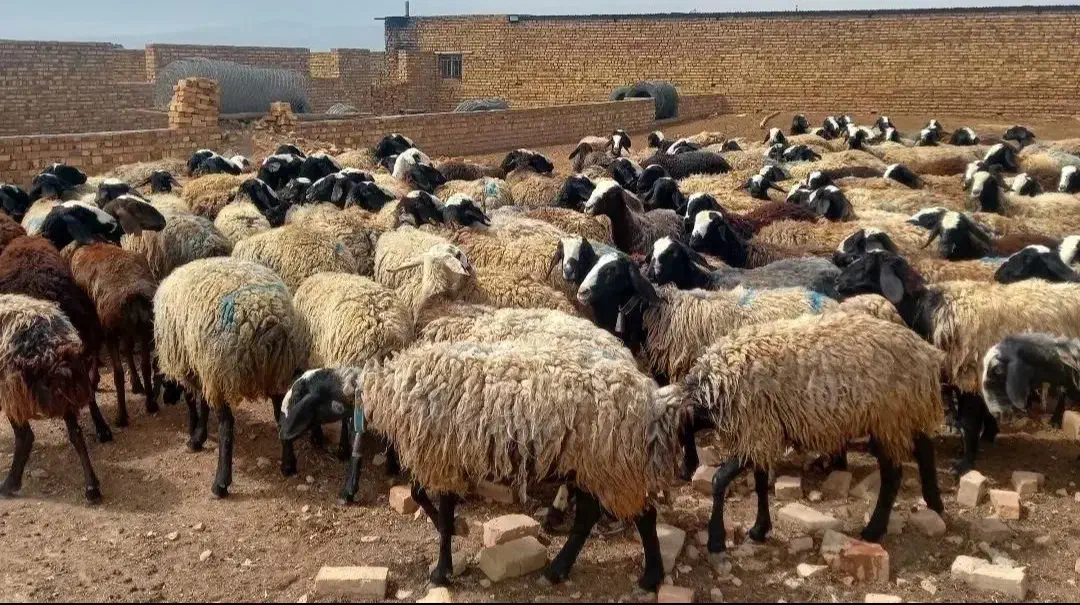 دامــپــروران ژـن گوسفند sreior|حراج|مهریز, |دیوار