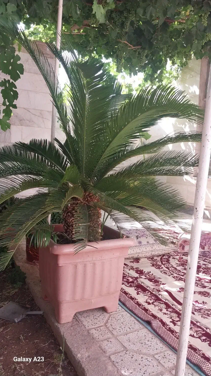 گل آپارتمانی سیکاس|گل و گیاه طبیعی|جوین, |دیوار