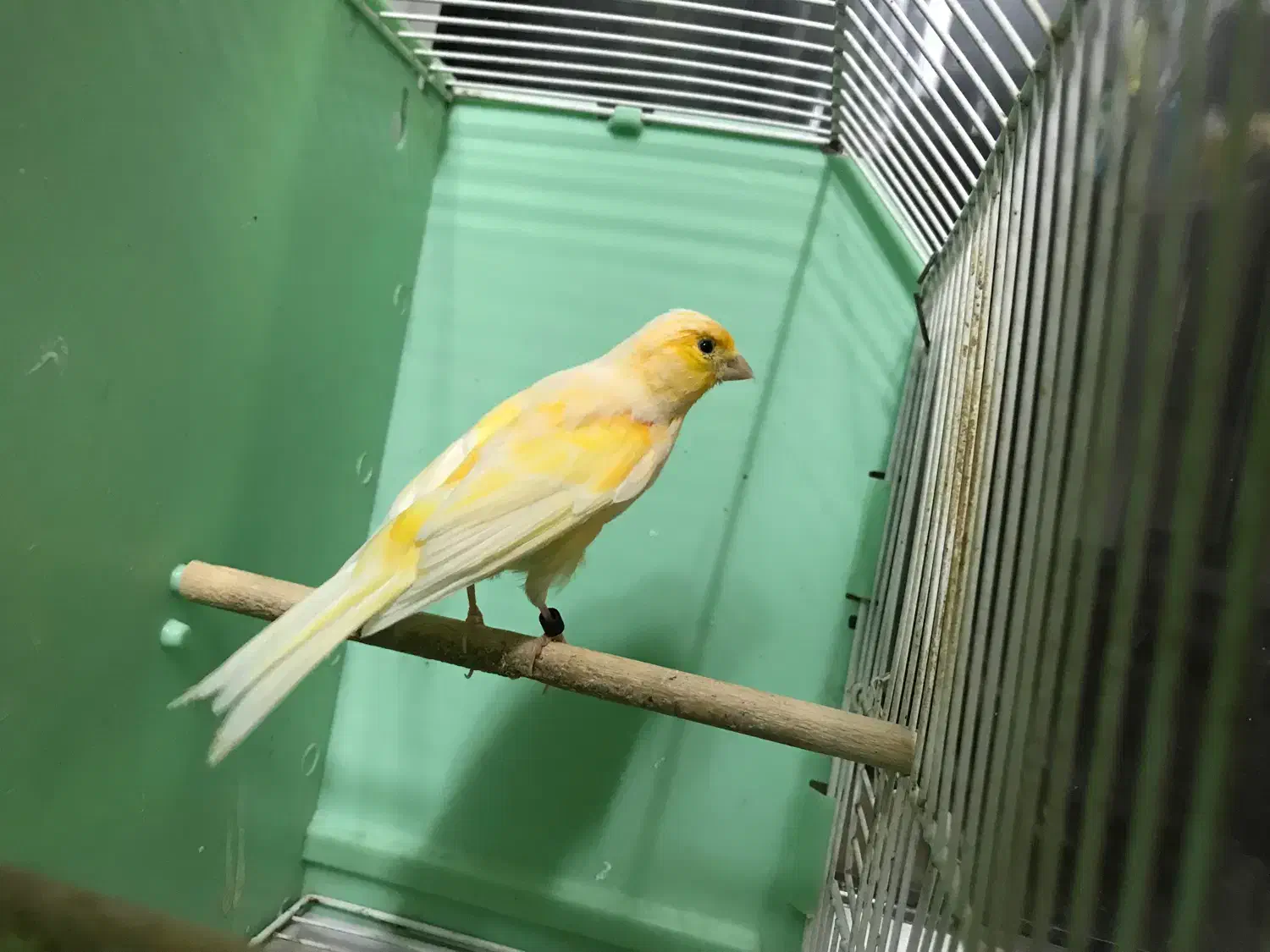 کمربند.قناری ماده ۲ عدد|کیف، کفش، کمربند|اردبیل, |دیوار