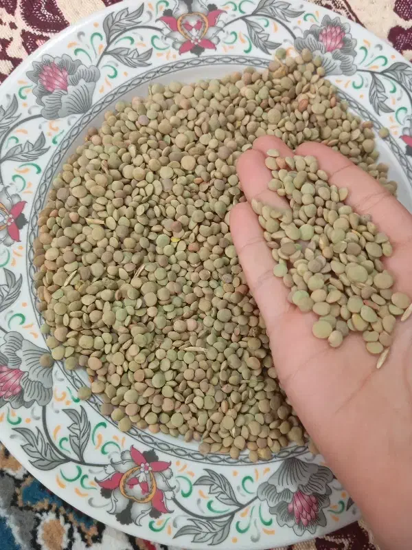 عدس|خوردنی و آشامیدنی|ویلکیج, |دیوار