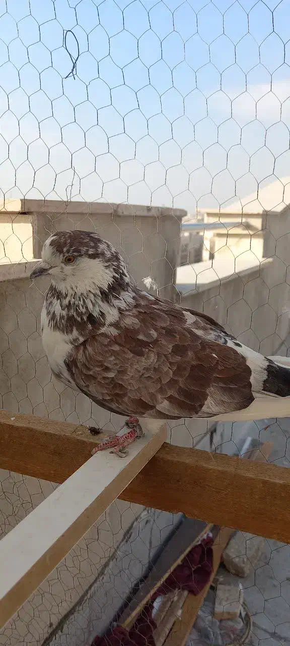 کفتر پرشی شهریار|پرنده|شهریار, شهریار|دیوار