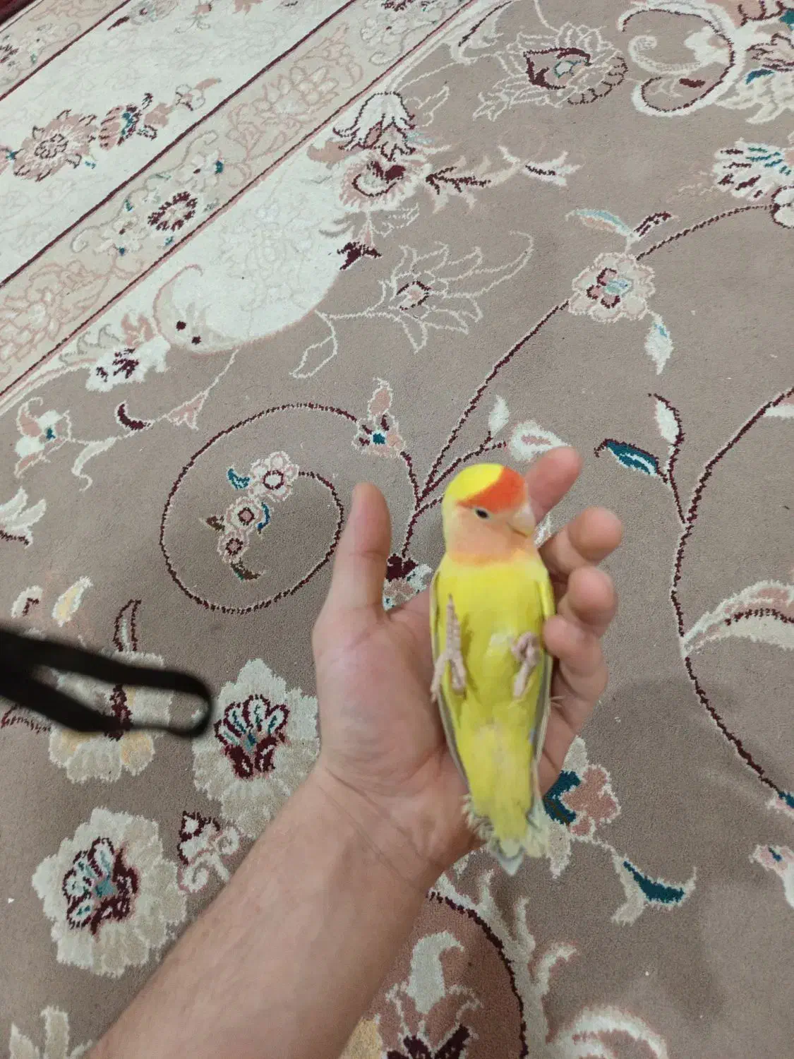 طوطی برزیلی|پرنده|ماهدشت, |دیوار