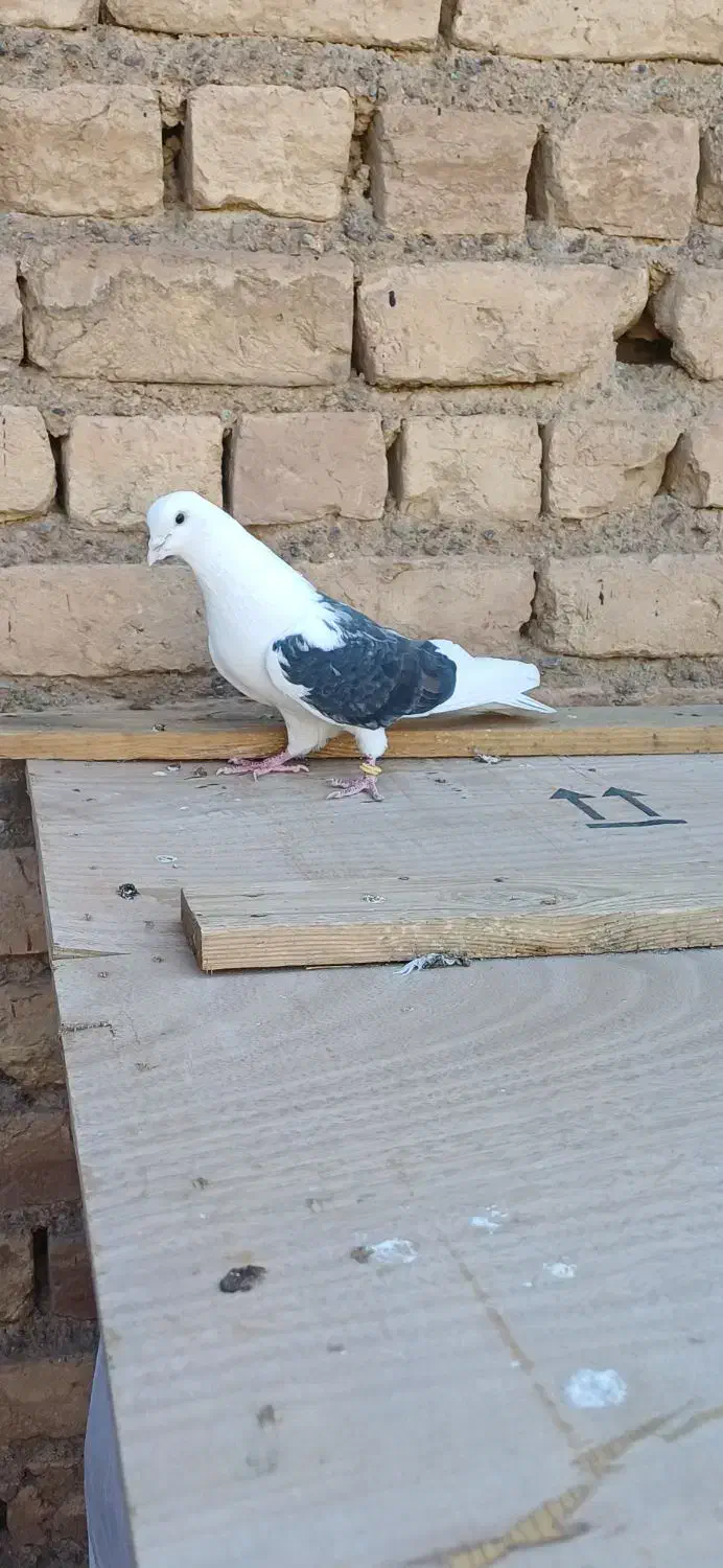 کفتر|پرنده|قم, انصار‌الحسین|دیوار