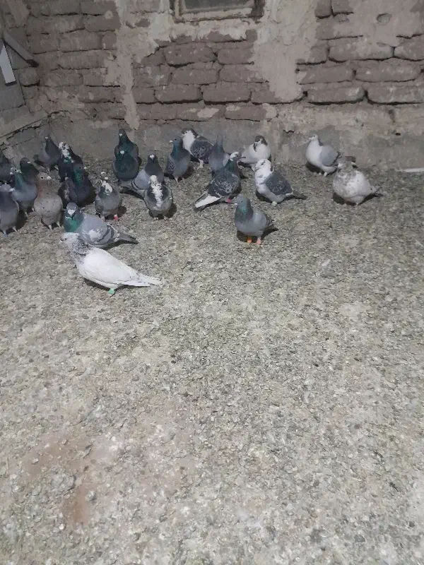 تعدادی کبوتر آلمانی واگذار می گردد|پرنده|بردسکن, |دیوار