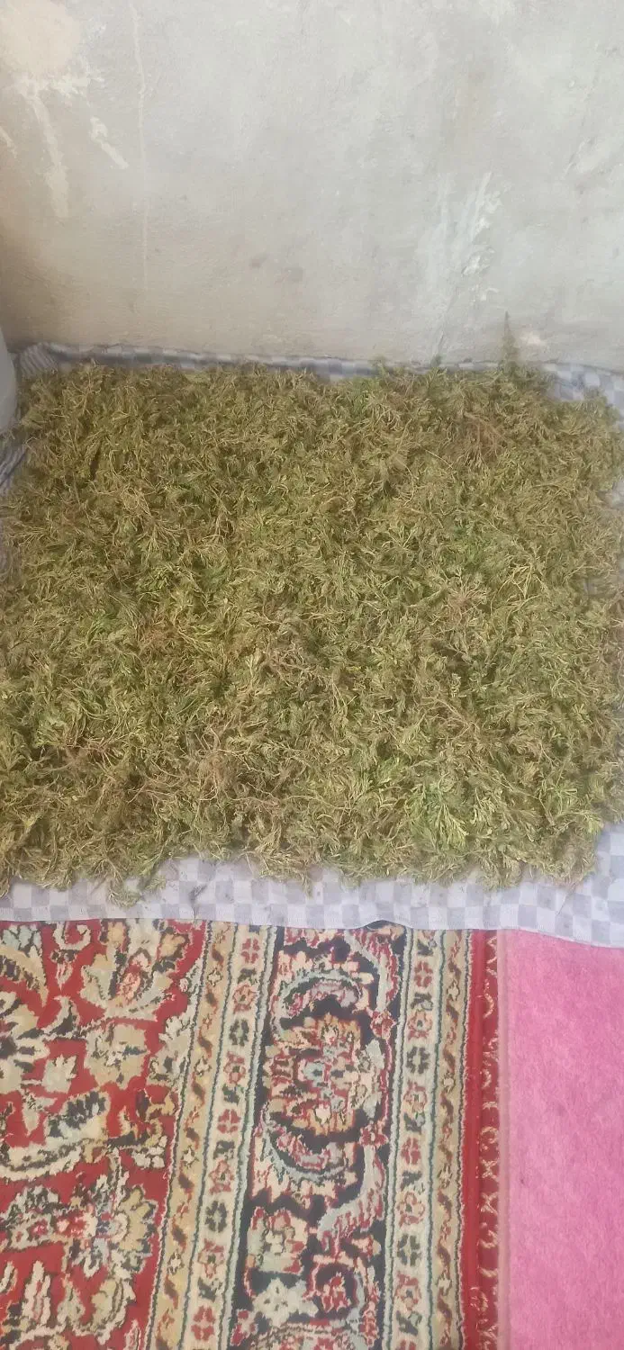 گیاه درمانی|آرایشی، بهداشتی، درمانی|تبریز, |دیوار