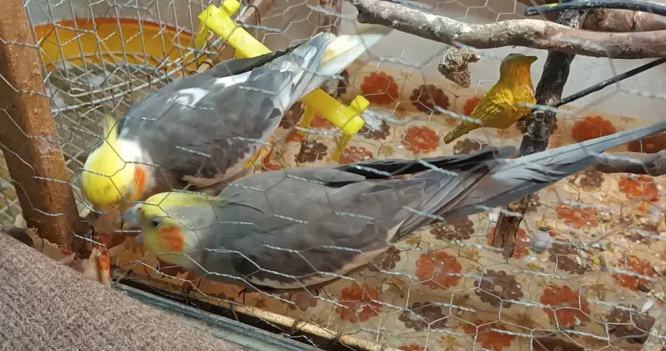 عروس باقفس لوازم کامل 800 تومان|پرنده|لاهیجان, بازکیاگوراب|دیوار