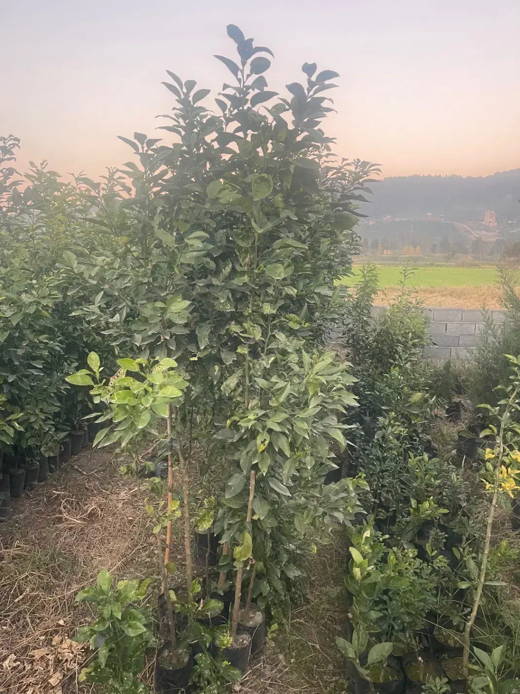 نهال نارنج|خدمات باغبانی و درختکاری|بابل, |دیوار