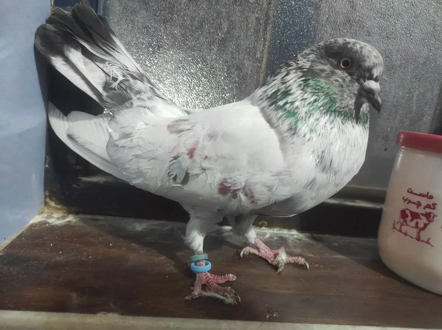 نر شیخ بلند و کشیده|پرنده|بندر امام خمینی, |دیوار