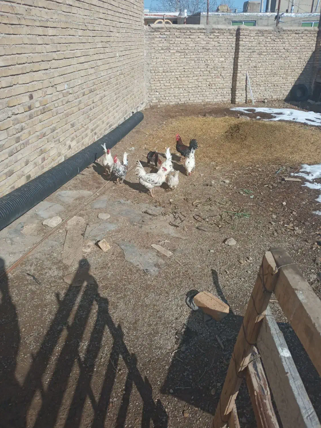 گلین|حیوانات مزرعه|بهار, |دیوار