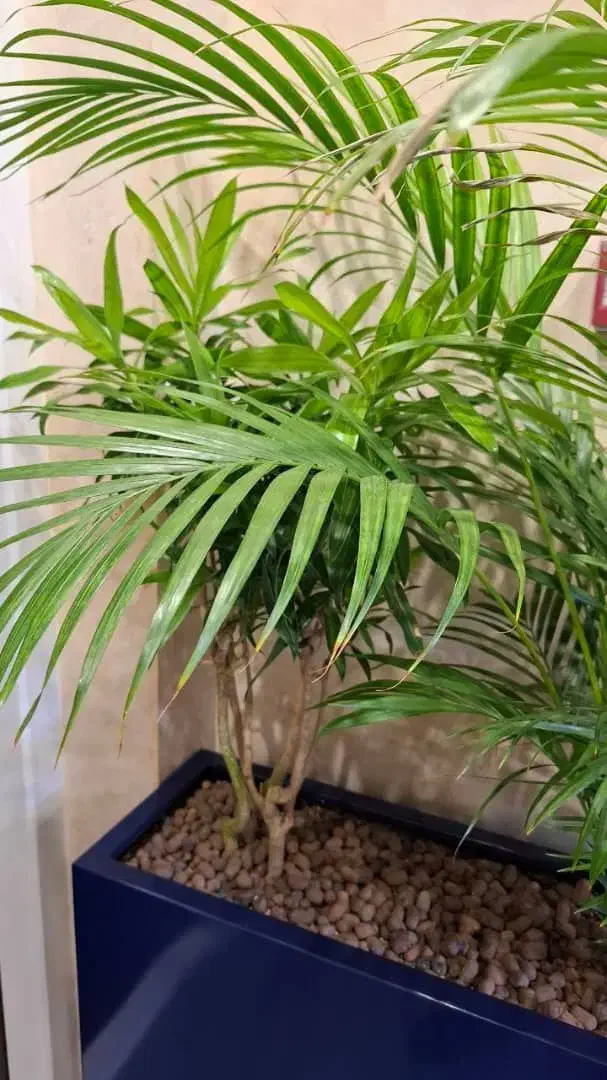 متخصص گل آپارتمانی وبیرونی|خدمات باغبانی و درختکاری|شاندیز, |دیوار