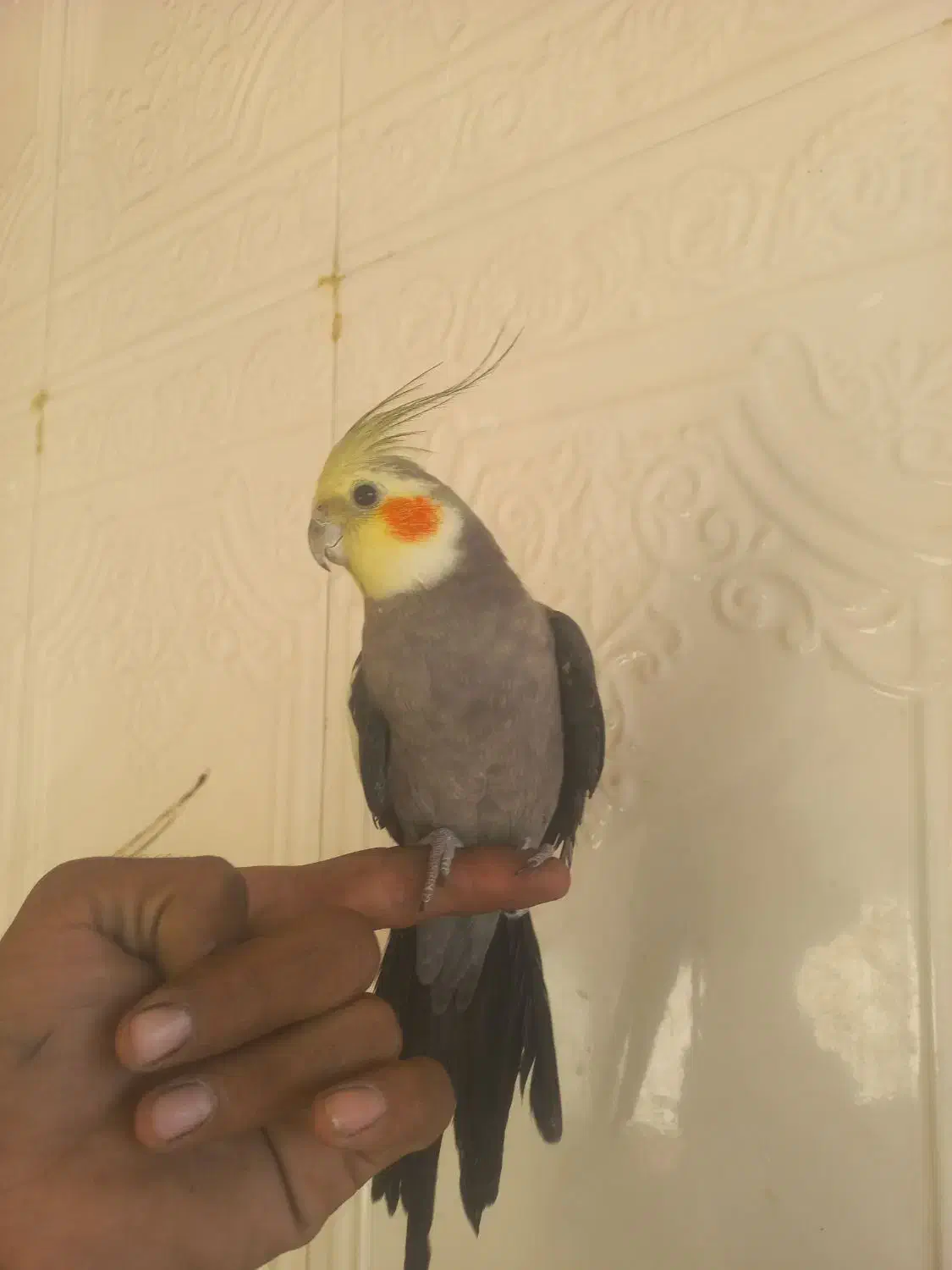 طوطی عروس هلندی سخنگو نر|پرنده|زاهدان, |دیوار