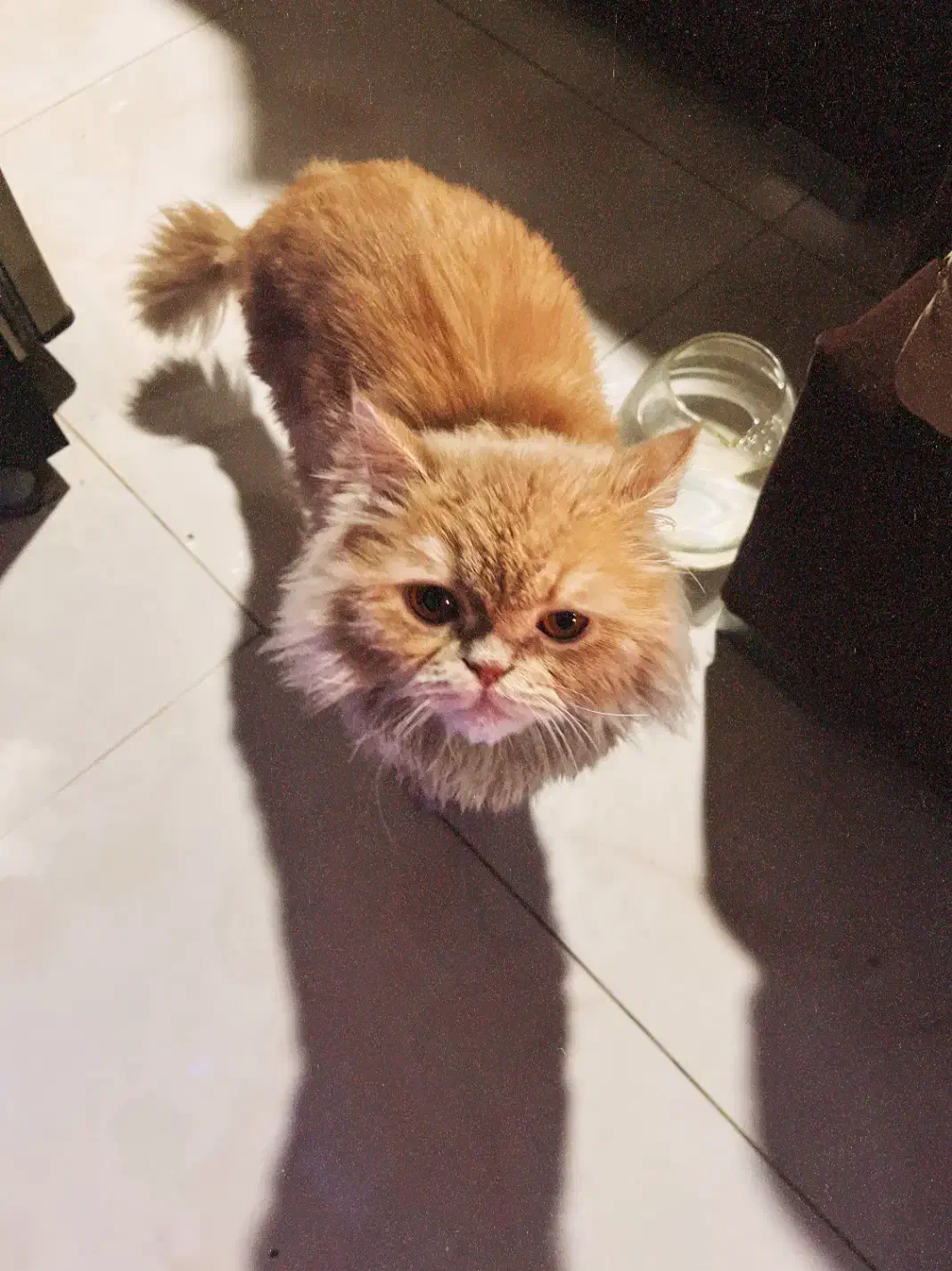 گربه گمشده|گربه|شاهینشهر, گزبرخوار|دیوار