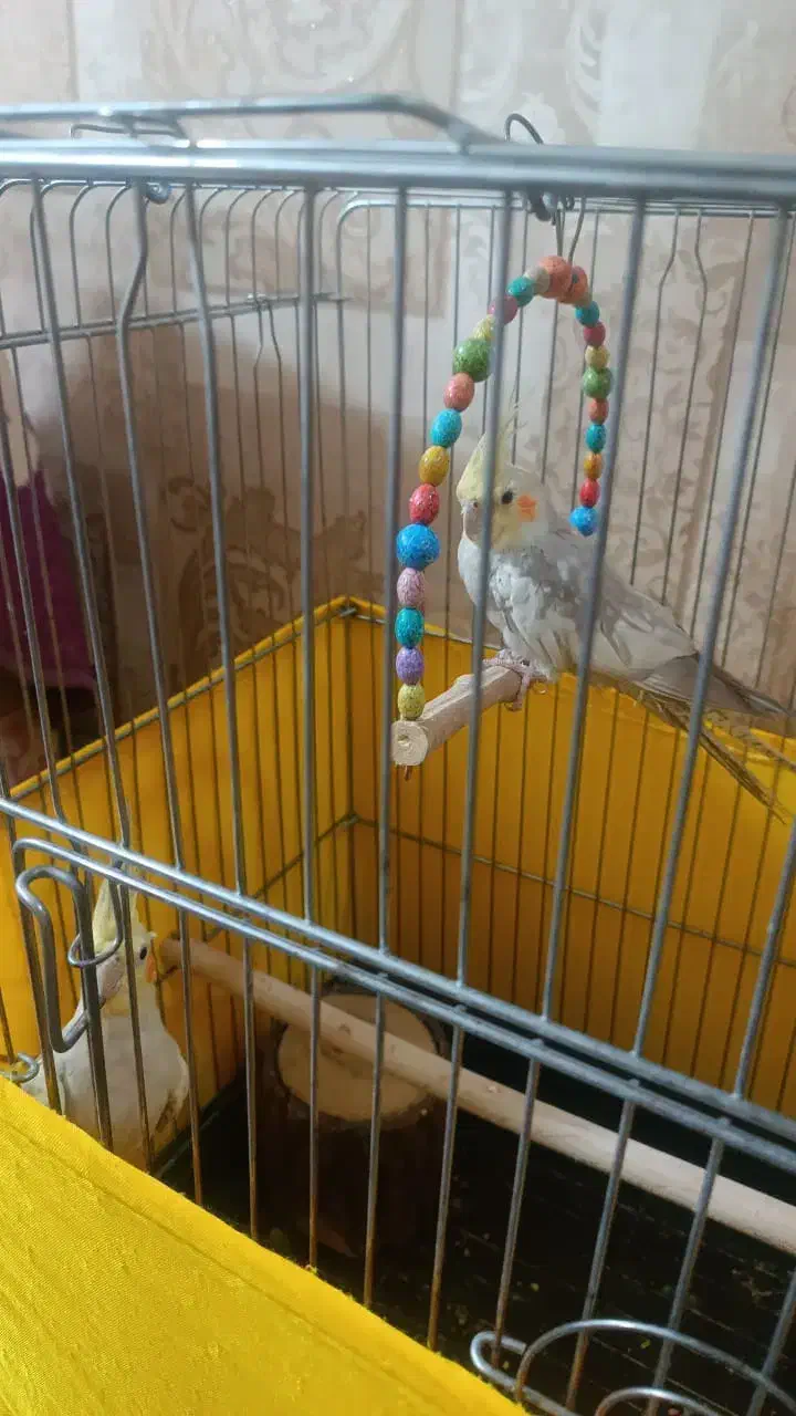 فروش|پرنده|کرج, شهرک فهمیده|دیوار