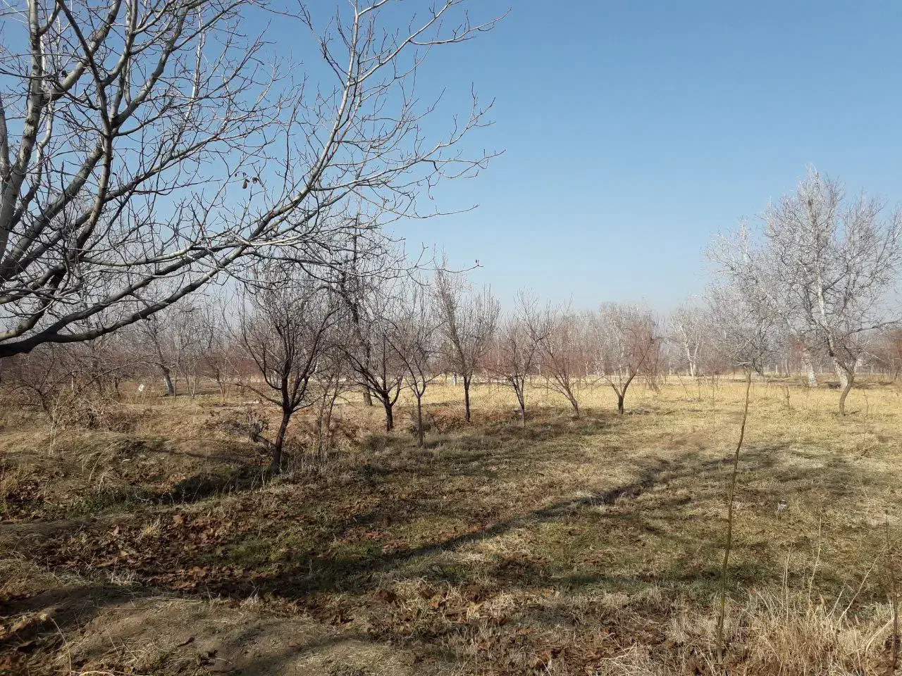 باغ الوان در روستای گوروان عجبشیر|فروش زمین و ملک کلنگی|عجب شیر, |دیوار