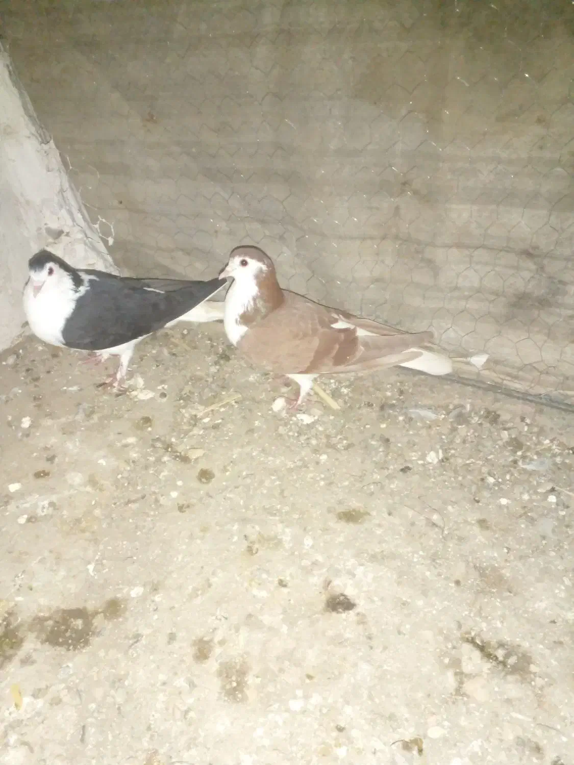 جفت ساده معاوضه|پرنده|گنبد کاووس, |دیوار