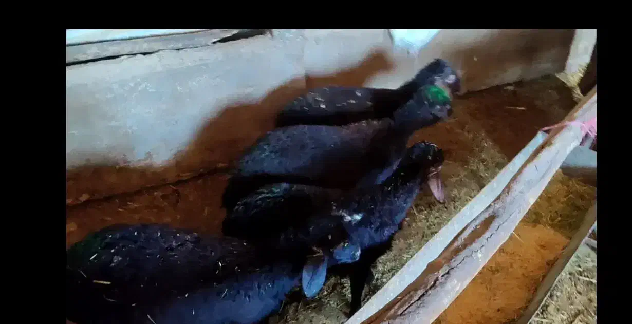 بره نر|حیوانات مزرعه|بادرود, |دیوار