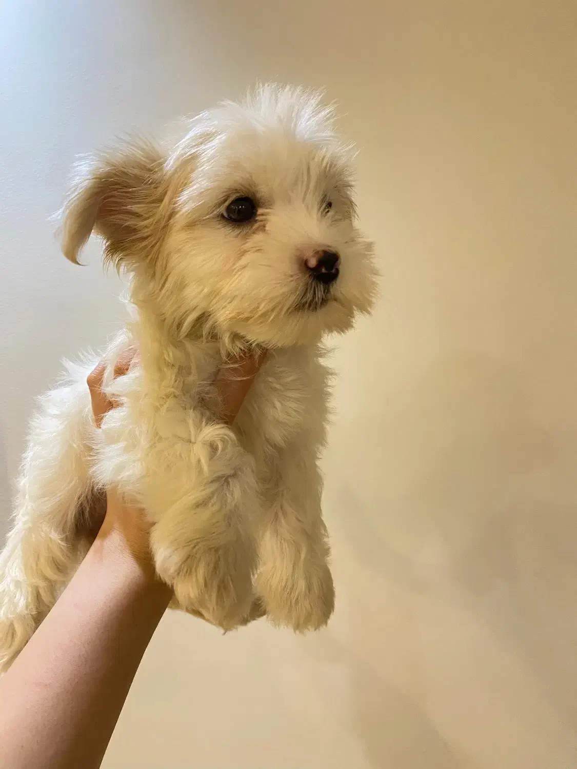 مالتیپو جنسیت ماده|سگ|رشت, چله خانه|دیوار