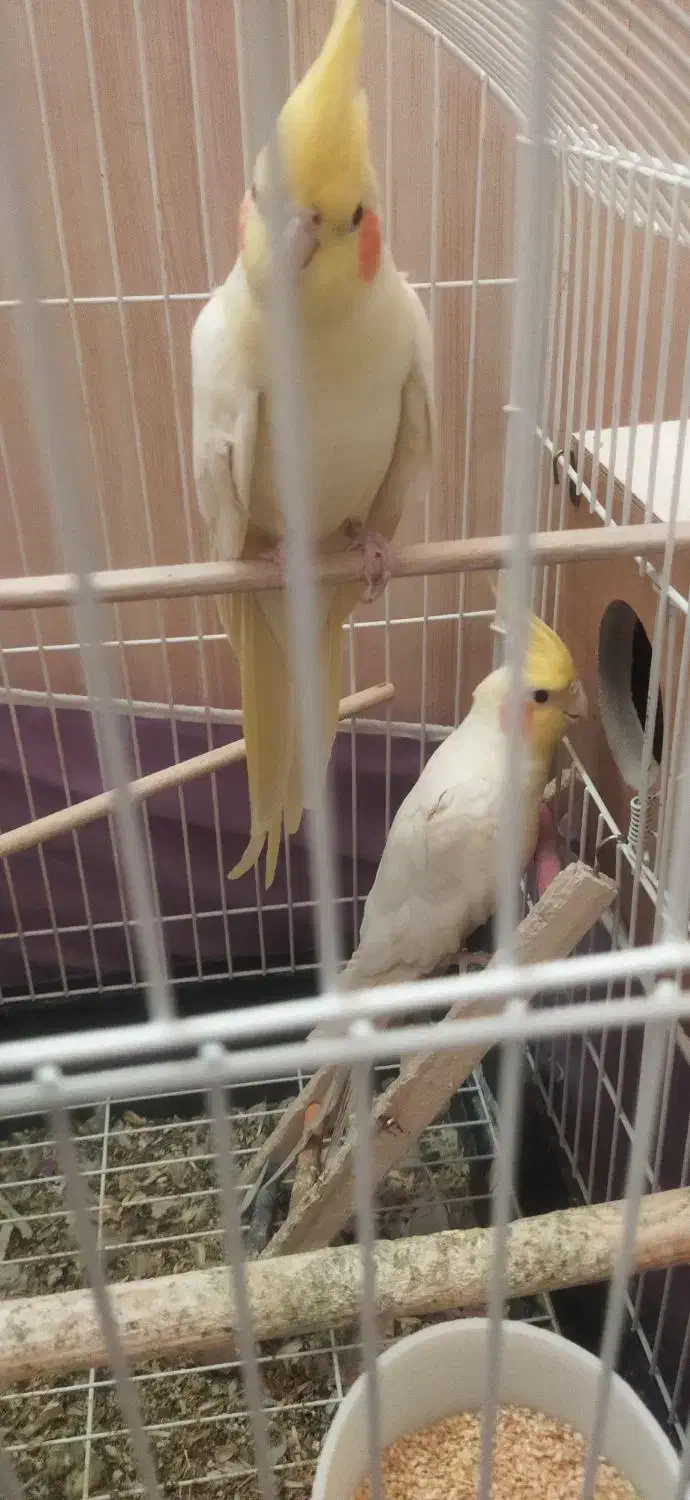 عروس هلندی لوتینو - جفت|پرنده|سبزوار, گلشن|دیوار