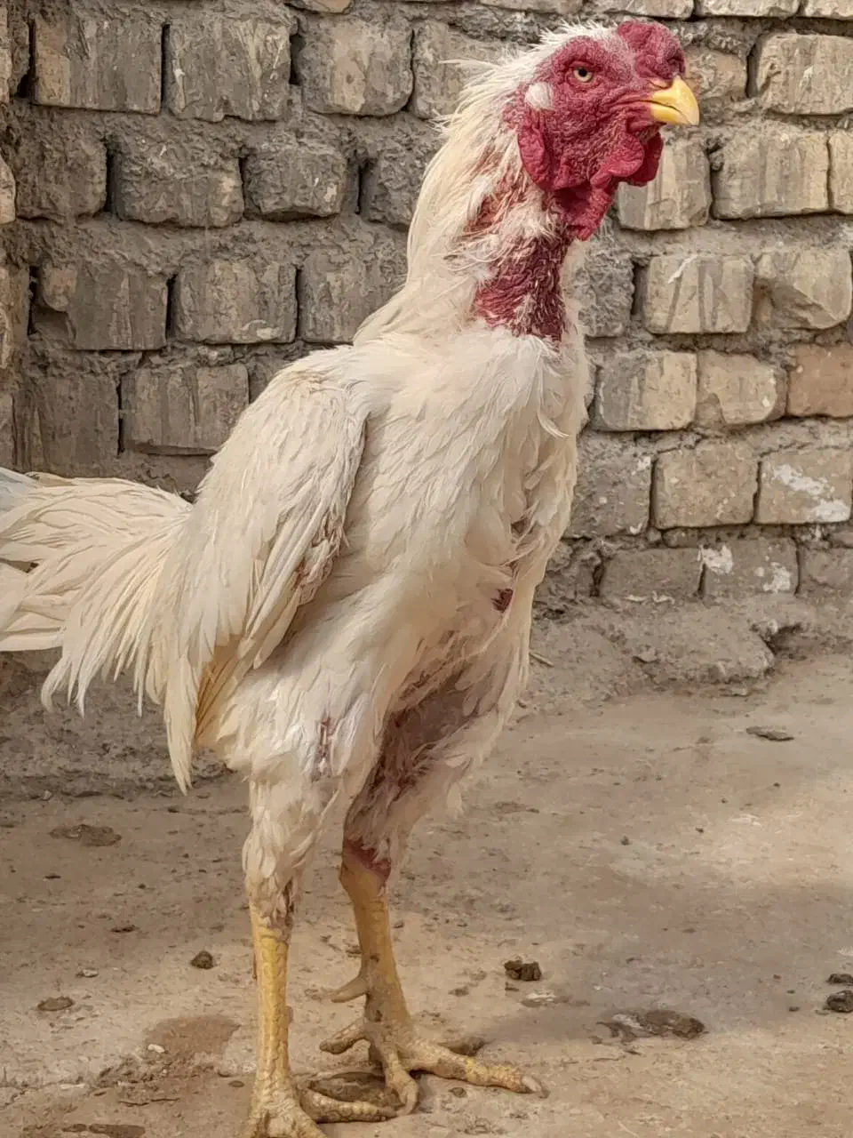 خروس لاری|حیوانات مزرعه|قنوات, |دیوار