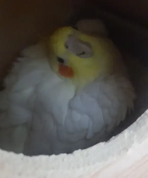 فروش دو عدد عروس هلندی|پرنده|بندرعباس, |دیوار